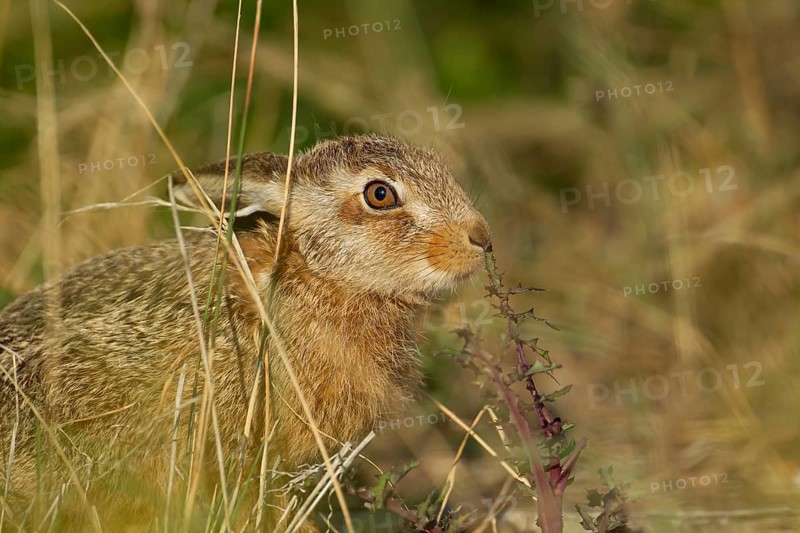 European brown hare (Lepus europaeus) juvenile leveret in grassland smelling a thistle leaf in summer, England, United Kingdom, Europe