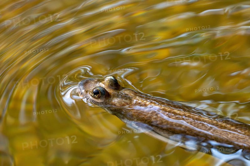 Largescale four-eyes (Anableps anableps), species of four-eyed fish native to fresh and brackish waters of northern South America and Trinidad