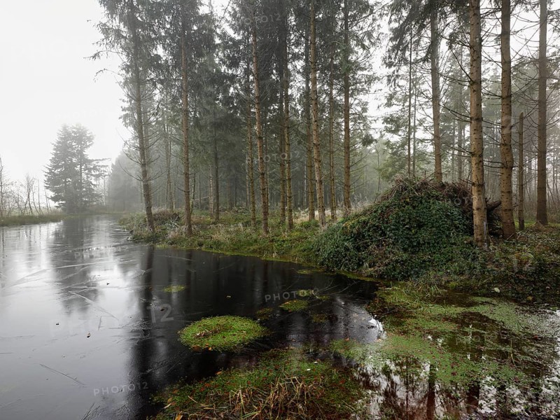 Ballmoos forest reserve, raised bog in the fog, Lieliwald, Lindenberg, Horben, Canton Lucerne, Switzerland, Europe