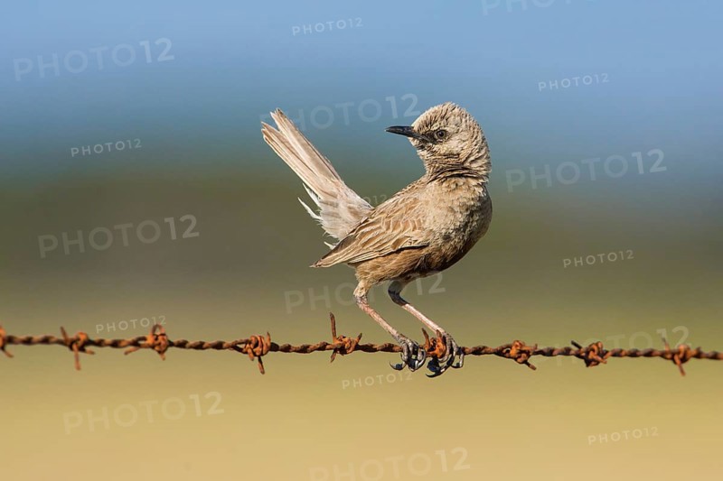 Brown Songlark (Megalurus cruralis) male perched on a barbed wire fence, Victoria, Australia, Oceania
