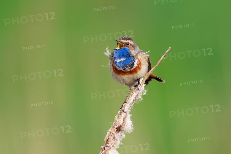 Bluethroat (Luscinia svecica cyanecula) male singing from cattail, Netherlands