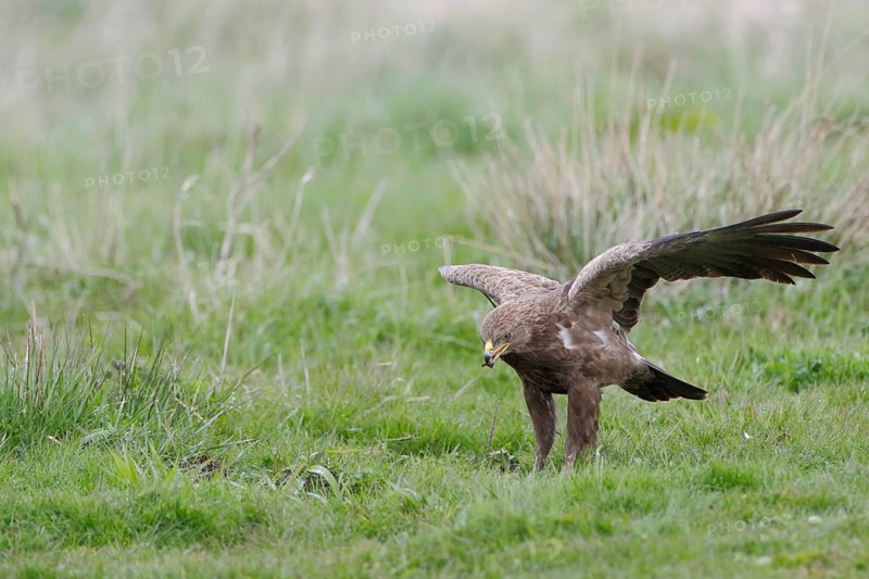 Schreiadler, lat. Aquila pomarina, auf Wiese stehend und Fallwild kröpfend