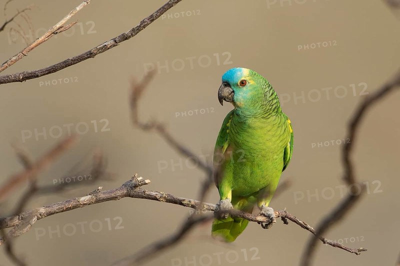 St. Lucia Amazon (Amazona versicolor) perched on a branch, Bolivia, South America