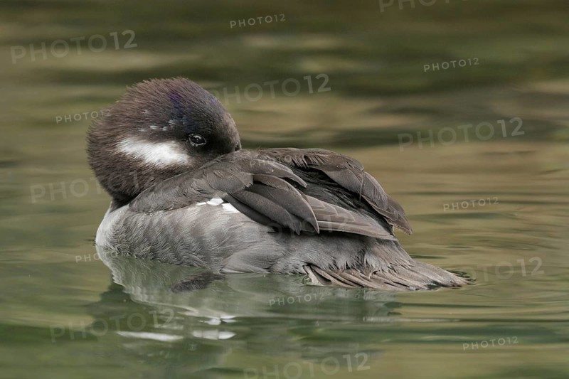 Bufflehead (Bucephala albeola) female, California, USA, North America