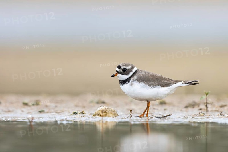 Common Ringed Plover (Charadrius hiaticula) foraging, North Rhine-Westphalia, Germany, Europe