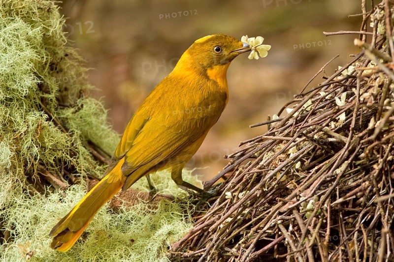 Golden Bowerbird (Prionodura newtoniana) male, Queensland, Australia, Oceania
