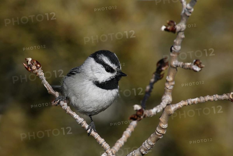 Mountain Chickadee (Poecile gambeli), New Mexico, USA, North America
