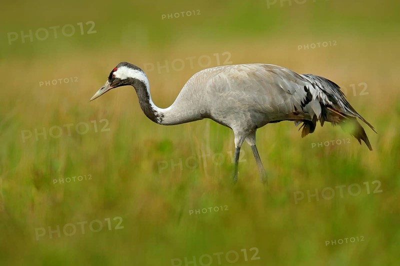 Common Crane, Grus grus, big bird in the nature habitat, Lake Hornborga, Sweden. Crane in the green grass. Wildlife scene from Europe. Grey bird with long neck. Travelling in Sweden