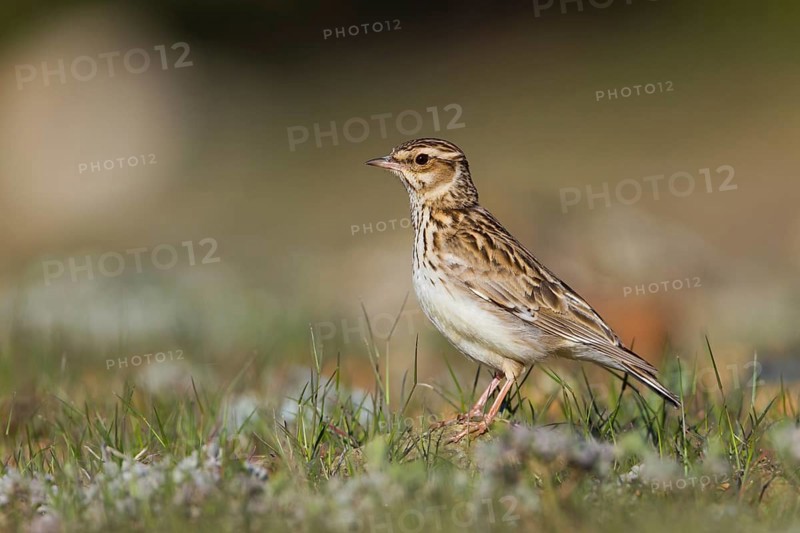 Woodlark (Lullula arborea), Cyprus, Europe