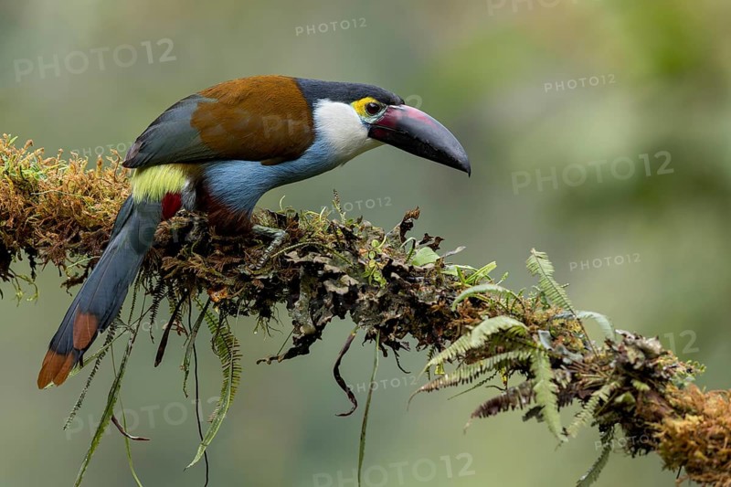 Black-billed Mountain Toucan (Andigena nigrirostris) perched on a branch in Colombia, South America
