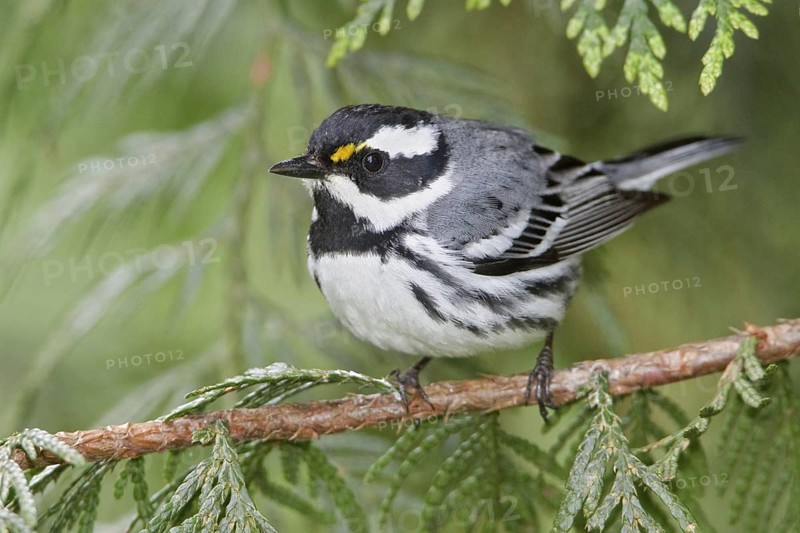 Black-throated Grey Warbler (Setophaga nigrescens), British Columbia, Canada, North America