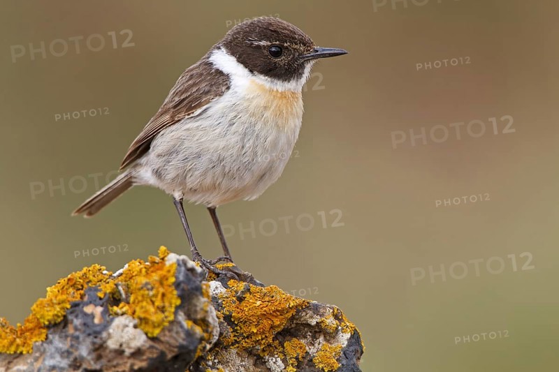 Canary Islands Stonechat (Saxicola dacotiae), Fuerteventura, Spain, Europe