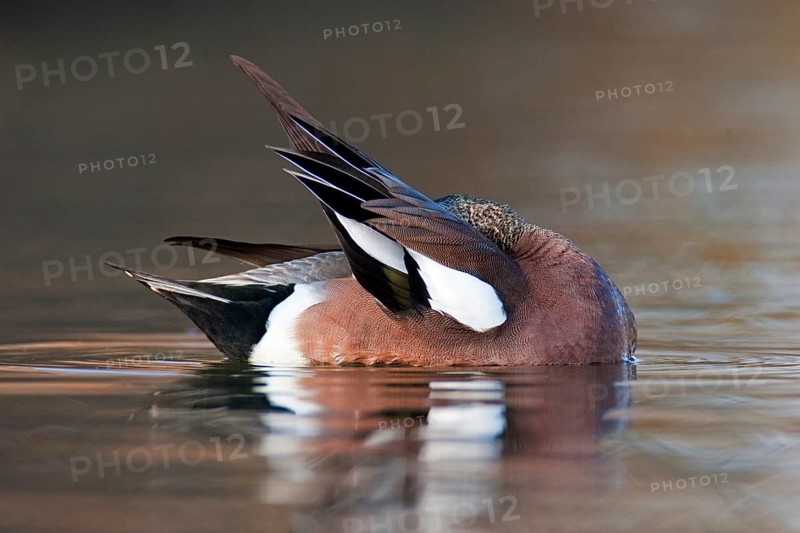 American Wigeon (Mareca americana) male, British Columbia, Canada, North America