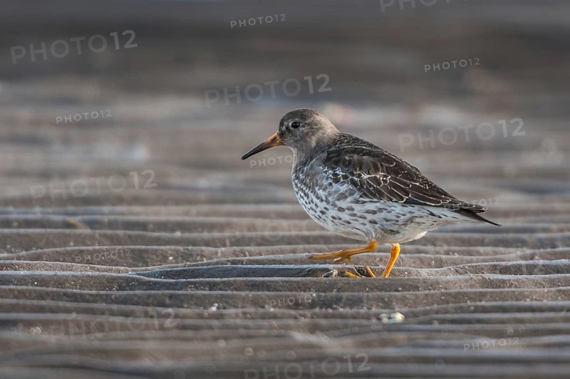 Purple Sandpiper (Calidris maritima), Varanger, Norway, Europe