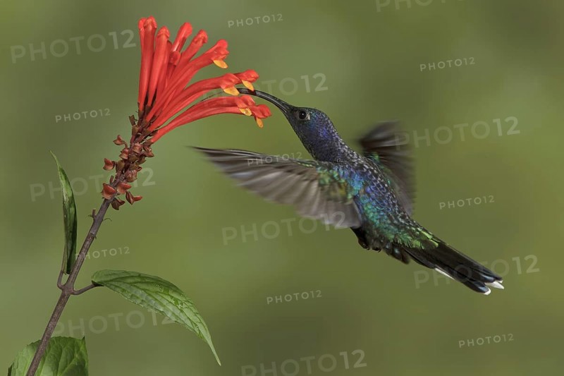 Violet Sabrewing (Campylopterus hemileucurus), Costa Rica, Central America