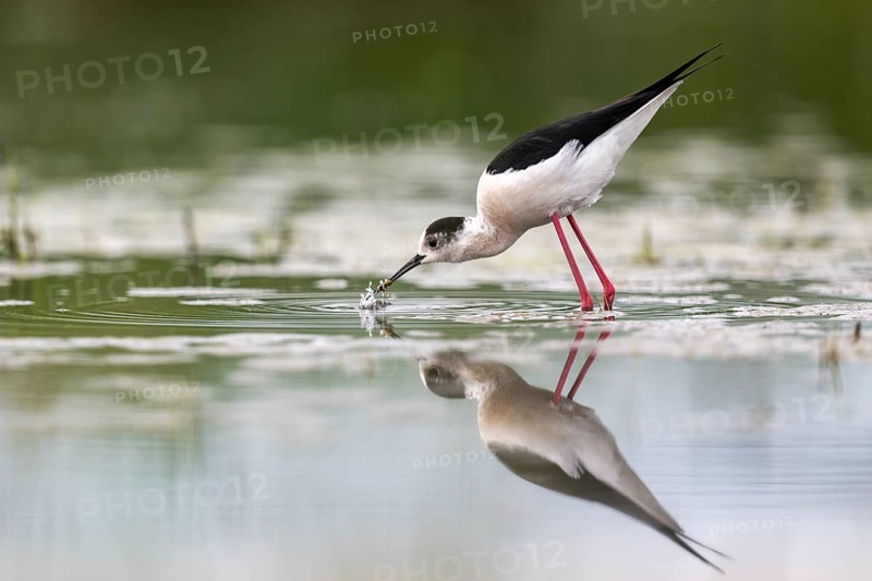Black-winged Stilt (Himantopus himantopus), foraging in the water, Neusiedler See-Seewinkel National Park, Burgenland, Austria, Europe
