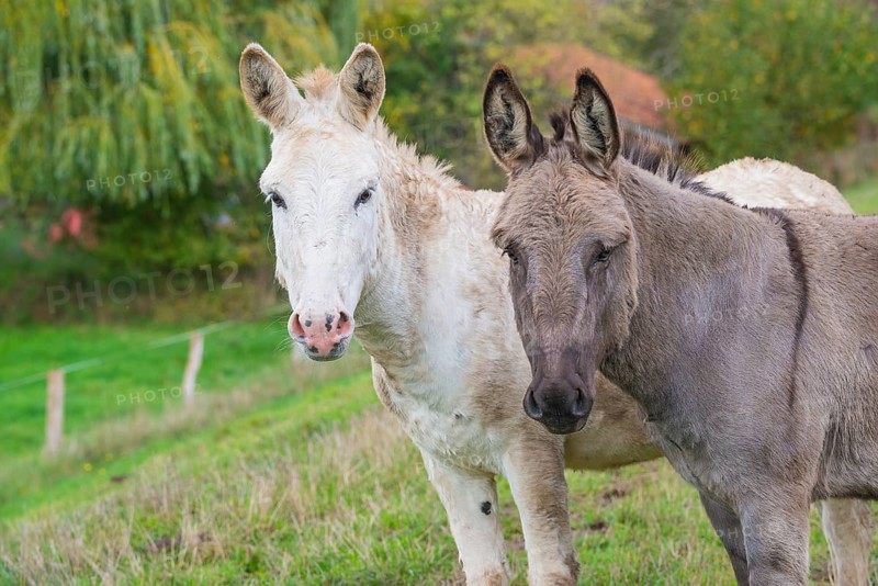 Two donkeys (Equus asinus asinus) or domestic donkeys, completely grey-coloured variant with eel line and shoulder cross and rare, white animal, standing on a dike, green meadow with fence and trees and the red roof of a rural building in the background, summer, early autumn, looking into the camera, pricked ears, attentive, close-up, portrait, portrait, Landkreis Heidekreis, Allertal, Niedersachsen, Germany, Landkreis Heidekreis, Allertal, Niedersachsen, Germany, Europe