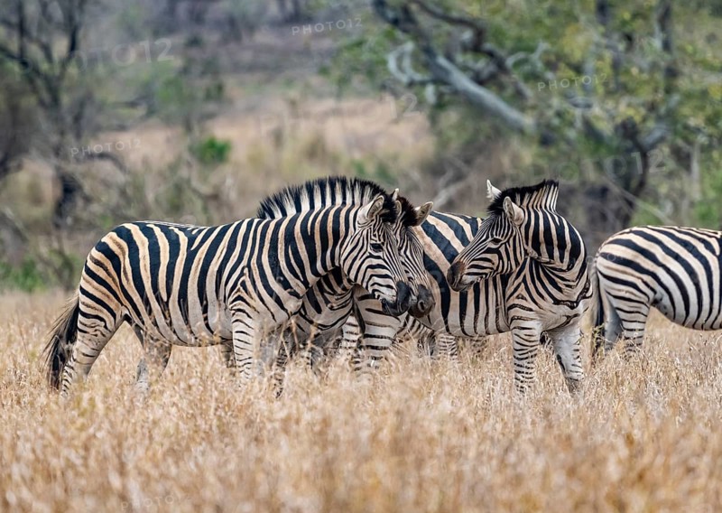 Plains zebras (Equus quagga), cuddling, heads together, in high grass, Kruger National Park, South Africa, Africa