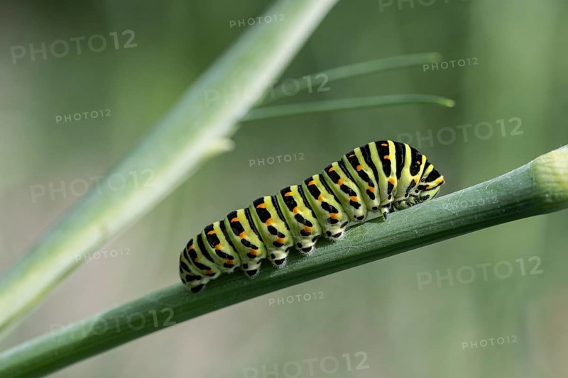 Swallowtail caterpillar (Papillo machaon), Mecklenburg-Western Pomerania, Germany, Europe