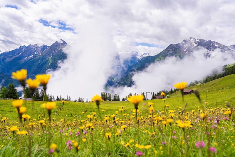 Yellow flowers blooming in a wide meadow, flanked by mountains and clouds in the background, Penken, Zillertal, Austria, Europe