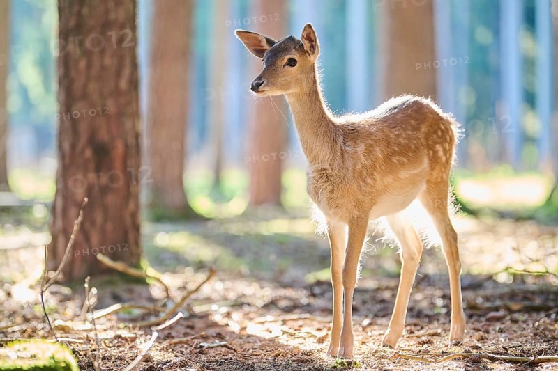 European fallow deer (Dama dama) youngster in a forest, Bavaria, Germany, Europe