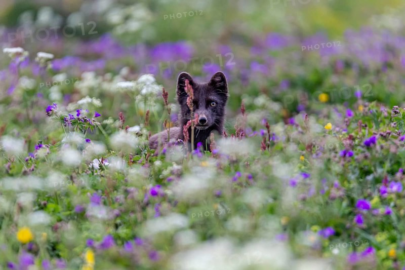Dark arctic fox (Vulpes lagopus), ice fox, standing in a flower meadow, frontal, summer, Hornstrandir, Westfjords, Iceland, Europe
