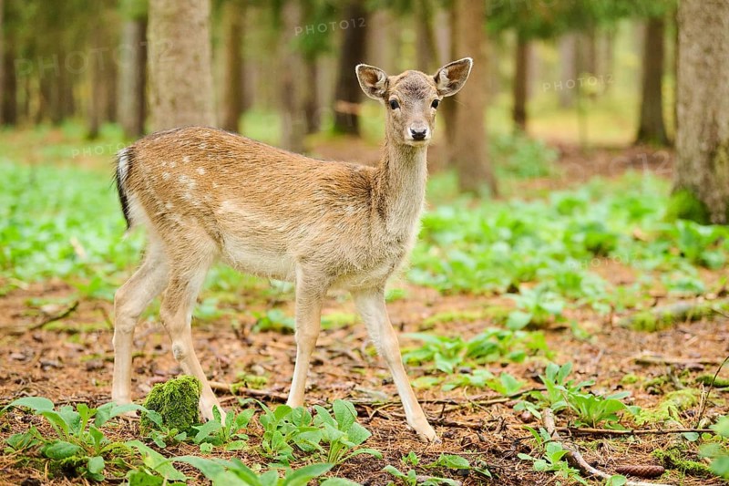European fallow deer (Dama dama) hind standing in a forest, Bavaria, Germany, Europe