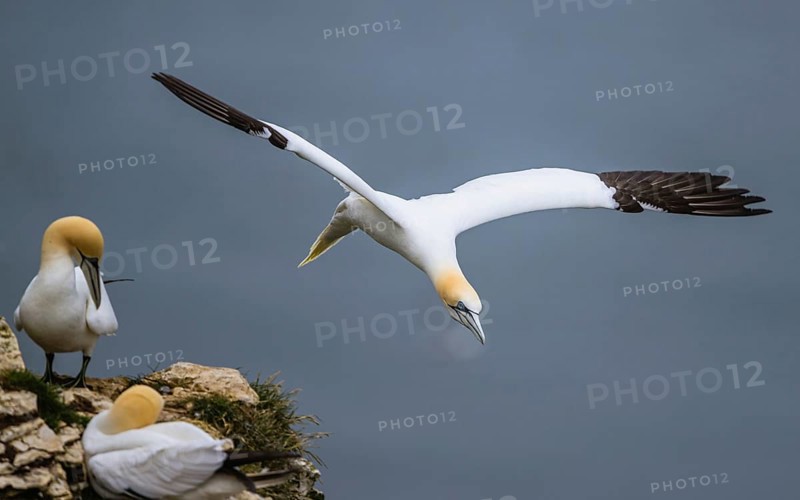 Northern Gannet, Morus bassanus, bird in flight over sea, Bempton Cliffs, North Yorkshire, England, United Kingdom, Europe
