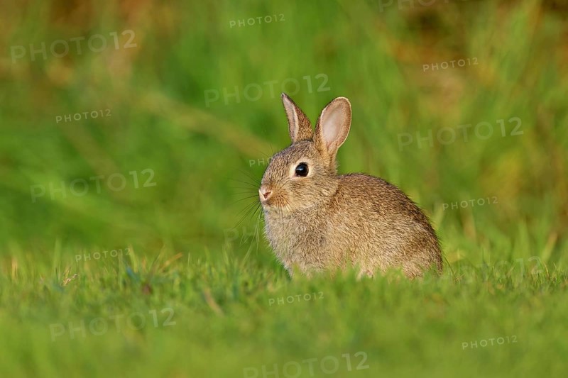Wild rabbit (Oryctolagus cuniculus), young animal sitting on a meadow, Texel, West Frisian Islands, province of North Holland, Netherlands