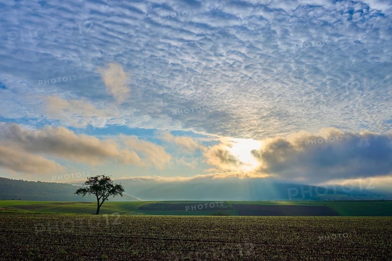 A lone apple tree (Malus Domestica), in a field at sunrise, surrounded by dramatic sky and rays of light, autumn, Eichelsbach, Elsenfeld, Spessart, Bavaria, Germany, Europe