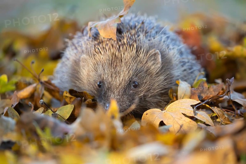 European hedgehog (Erinaceus europaeus) adult animal on an urban garden grass lawn with fallen autumnal leaves in the autumn, England, United Kingdom, Europe