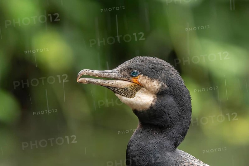 Portrait of a great cormorant (Phalacrocorax carbo) in colourful breeding plumage in spring during rain. Upper Rhine, Alsace, France, Europe