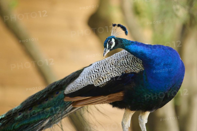 Indian peafowl (Pavo cristatus) portrait, Spain, Europe