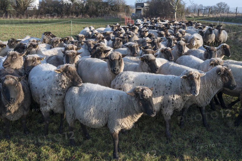 Black-headed domestic sheep (Ovis gmelini aries) penned for loading on the pasture in the early morning, Mecklenburg-Vorpommern, Germany, Europe