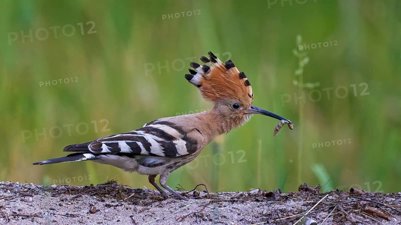Hoopoe (Upupa epops) Bird of the Year 2022, mating, male with caterpillar as food, erect cap, sunrise, searching for food on the ground, poking, portrait, Middle Elbe Biosphere Reserve, Saxony-Anhalt, Germany, Europe