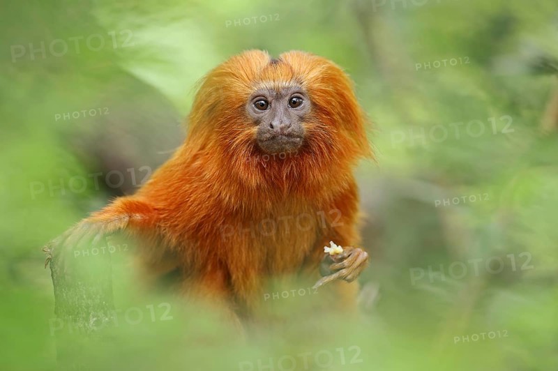 Golden lion tamarin (Leontopithecus rosalia), captive, occurrence in Brazil