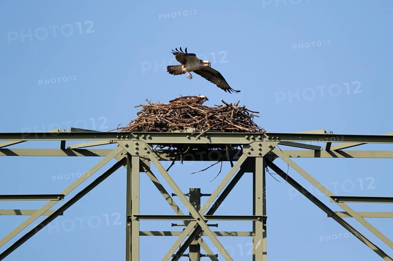 An osprey flies over its eyrie, Müritz region, Mecklenburg-Western Pomerania, Germany, Europe