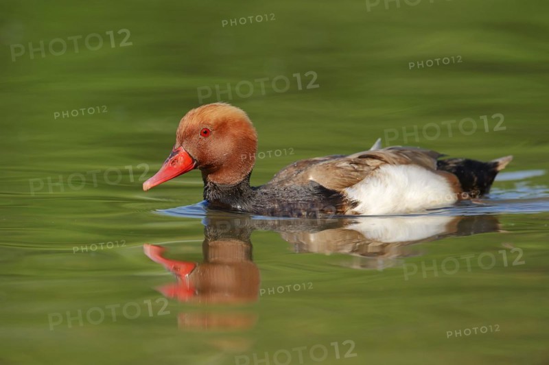 Red-crested pochard (Netta rufina), male, Camargue, Provence, southern France
