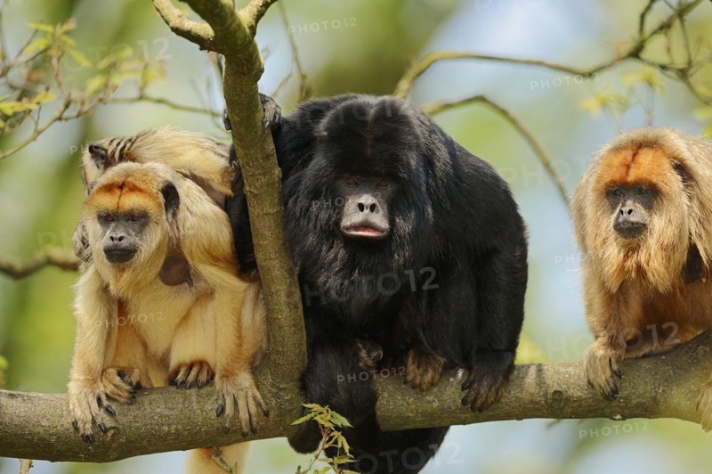 Black howler (Alouatta caraya), male and female with young, captive, occurring in South America