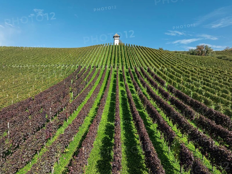 Aerial view of a vineyard, vineyard slope with winery tower of the historic Haltnau winery near Meersburg, Lake Constance district, Baden-Württemberg, Germany, Europe