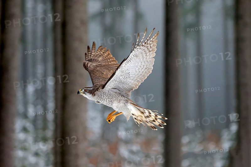 Goshawk (Accipiter gentilis), adult in winter, flying in the snow, Zdarske Vrchy, Bohemian-Moravian Highlands, Czech Republic, Europe