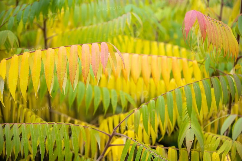 Autumn coloured leaves of a vinegar tree (Rhus typhina), Full size, Baden-Württemberg, Germany, Europe