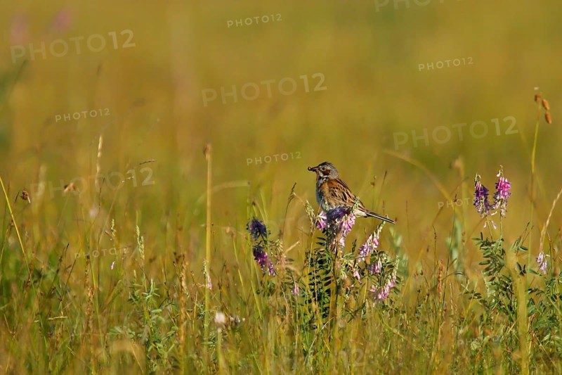 Chestnut-eared Bunting (Emberiza fucata) male with food in beak, Dornod, Mongolia, Asia
