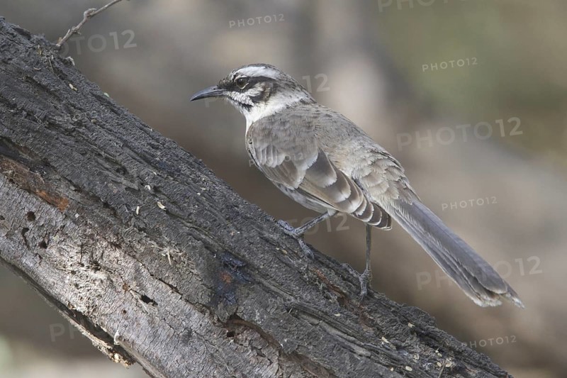 Long-tailed Mockingbird (Mimus longicaudatus), Peru, South America