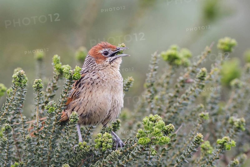 Cape Grassbird (Sphenoeacus afer), singing, Western Cape, South Africa, Africa