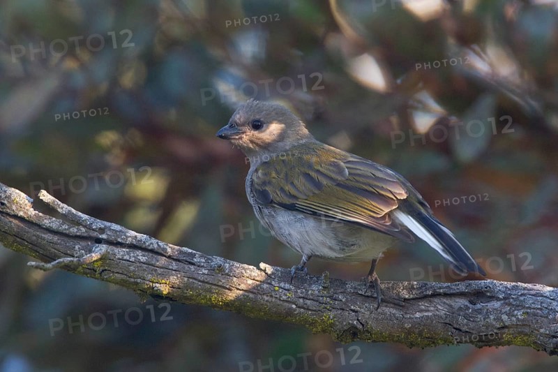 Lesser Honeyguide (Indicator minor), Western Cape, South Africa, Africa