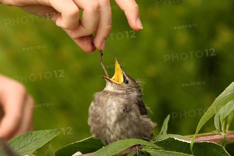 Common Starling (Sturnus vulgaris) juvenile, Lower Saxony, Germany, Europe