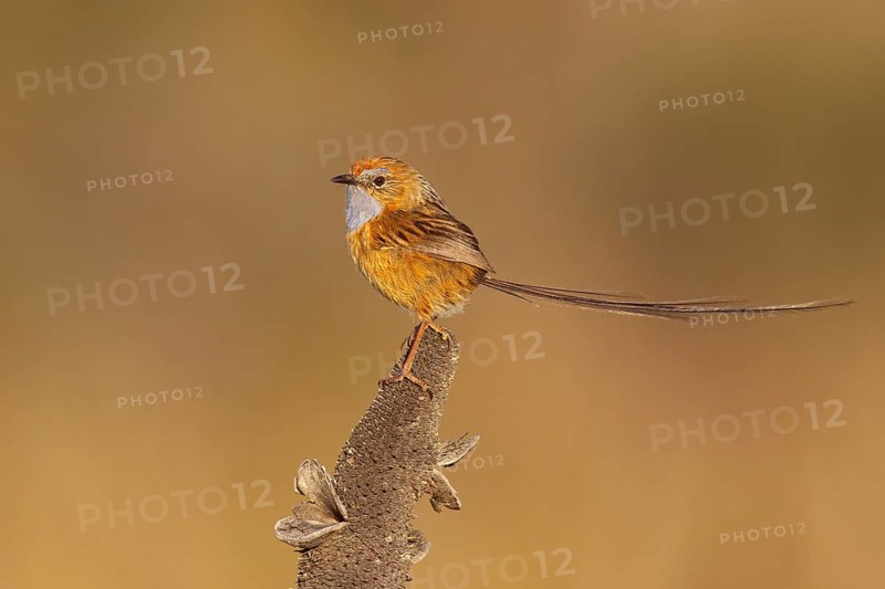 Southern Emu-wren (Stipiturus malachurus), New South Wales, Australia, Oceania