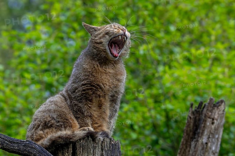 European wildcat, wild cat (Felis silvestris silvestris) on dead tree trunk waking up and yawning in forest