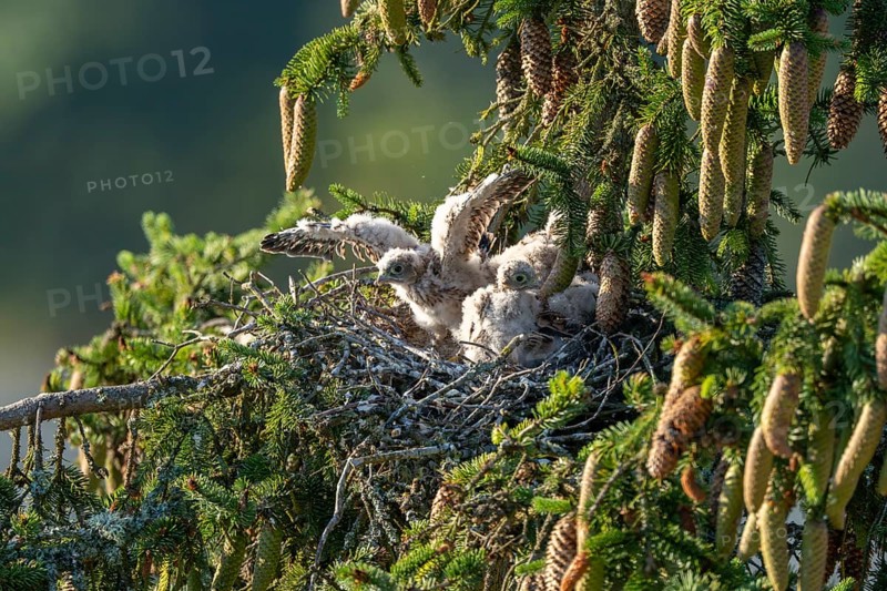 Common kestrel (Falco tinnunculus), young birds not yet ready to fly in the nest, Rhineland-Palatinate, Germany, Europe